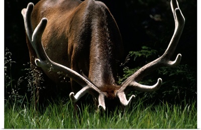 Antlers sheathed in summer velvet, a mature bull wapiti  grazes near the Gibbon River