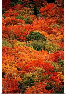 Autumn foliage, Cape Breton Highlands National Park, Nova Scotia, Canada