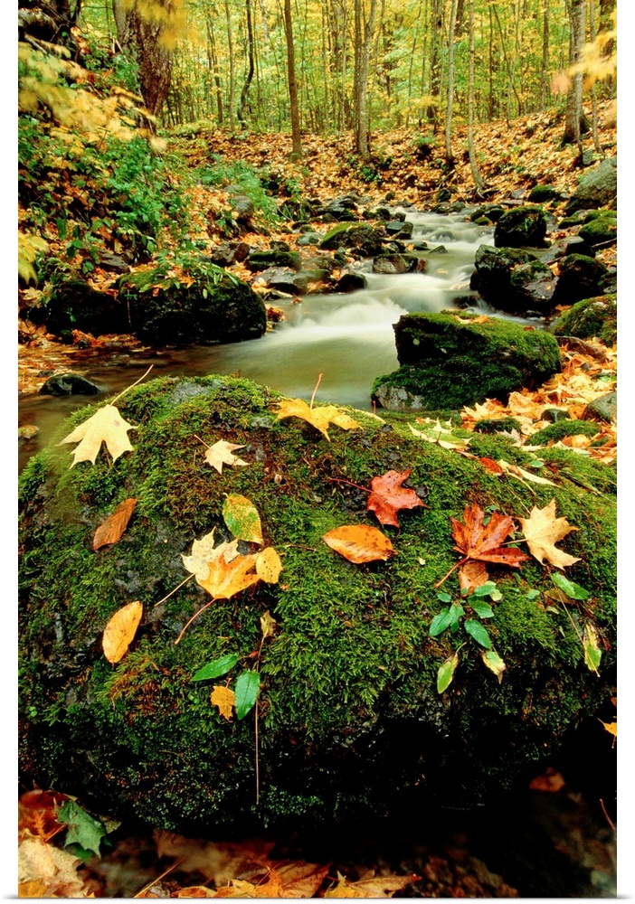 Nature wall art to decorate a vertical space this photograph is a moss covered boulder is decorated with fall leaves than ...