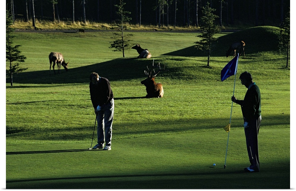 Two people play golf while elk graze on the golf course.