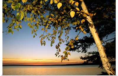Birch tree leaves highlighted at sunset on Clear Lake