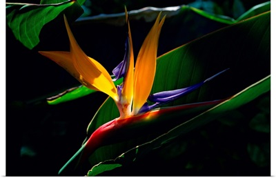 Bird of Paradise flower, Captiva Island, Florida