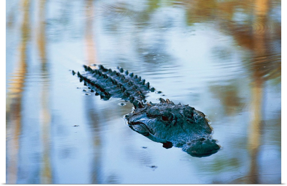 An American alligator floats half-submerged in waters at Brookgreen Gardens wil dlife park.