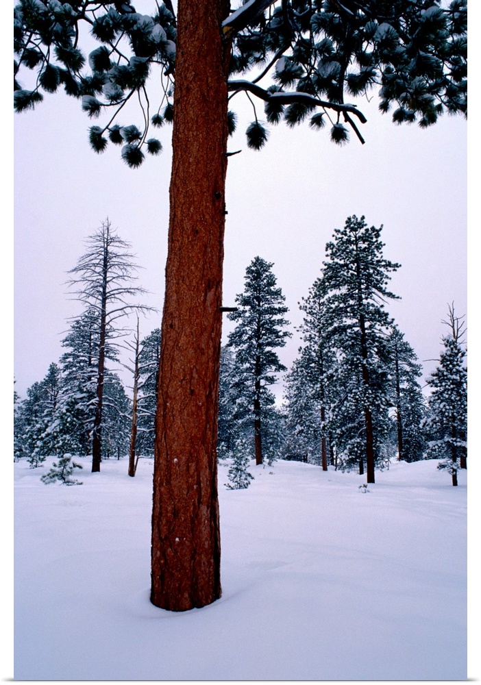 View of a ponderosa pine surrounded by snow.