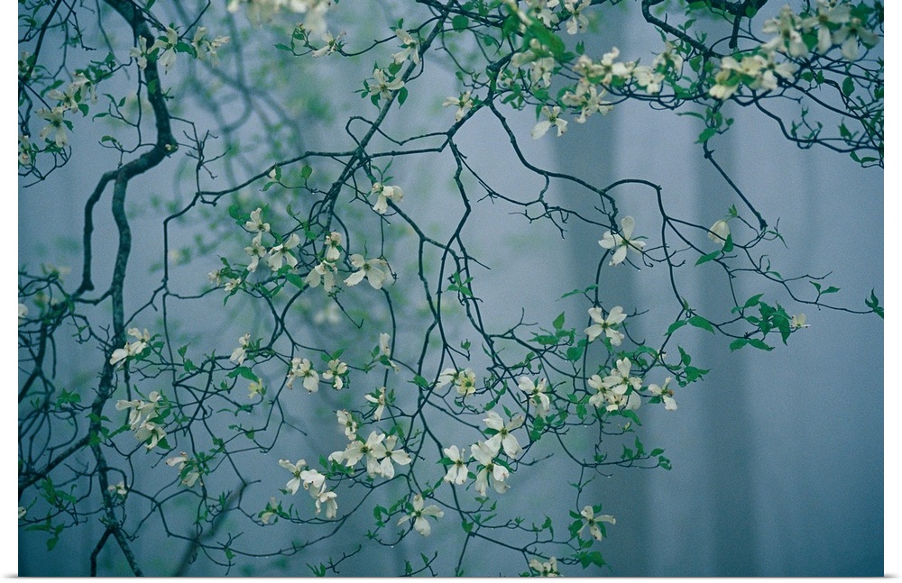 Dogwood blossoms in a foggy forest.