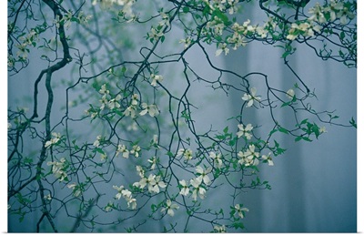 Dogwood blossoms in a foggy forest