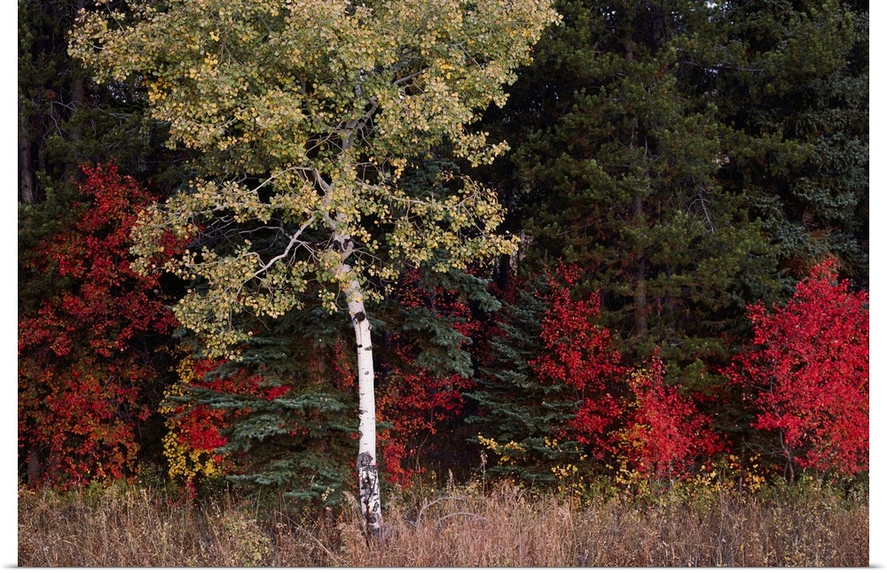 Flaming shrubs and a slender quaking aspen, Populus tremuloides, glow against a canvas of lodgepole pine, Pinus murrayana,...