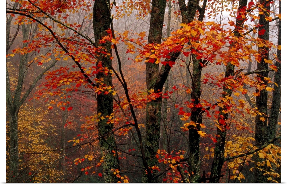 Fog and colorful maple leaves in Appalachian forest on Paint Mt. Road.