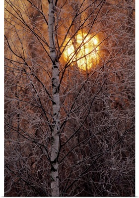 Frost-covered white birch trees with the sun rising behind