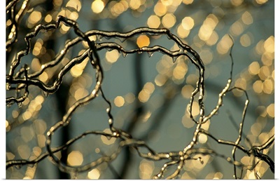 Frozen twigs of a corkscrew willow sparkle in the sunlight, Waynesboro, Pennsylvania