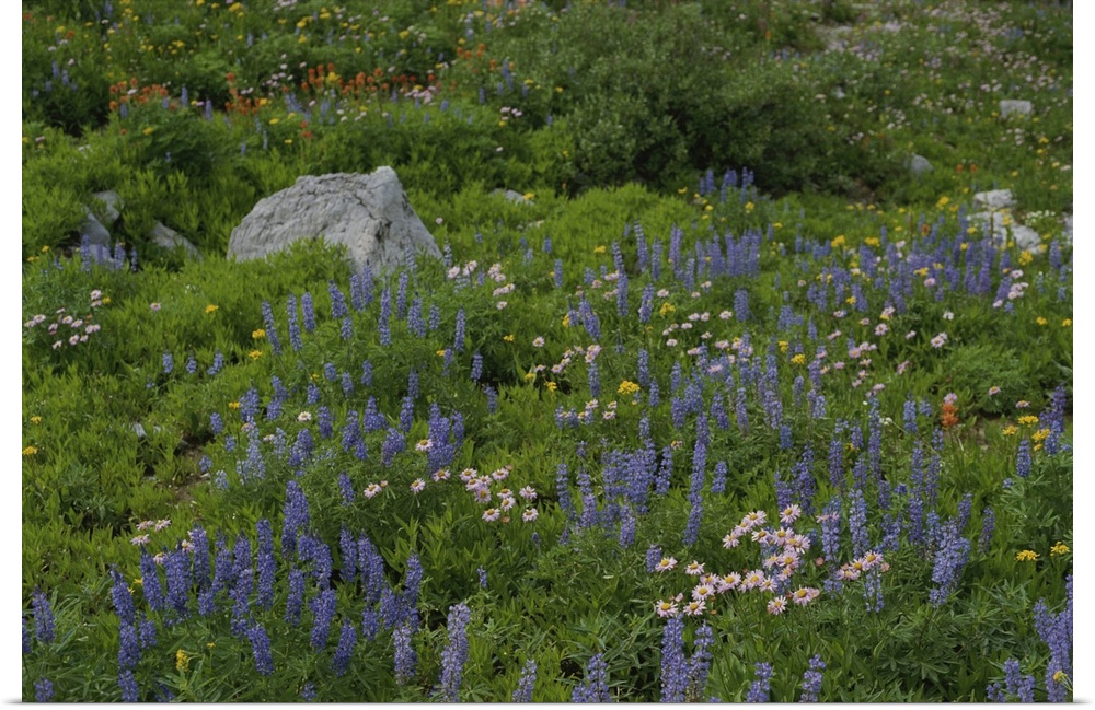 Wild flower meadow, Teton Crest Trail Wyoming.