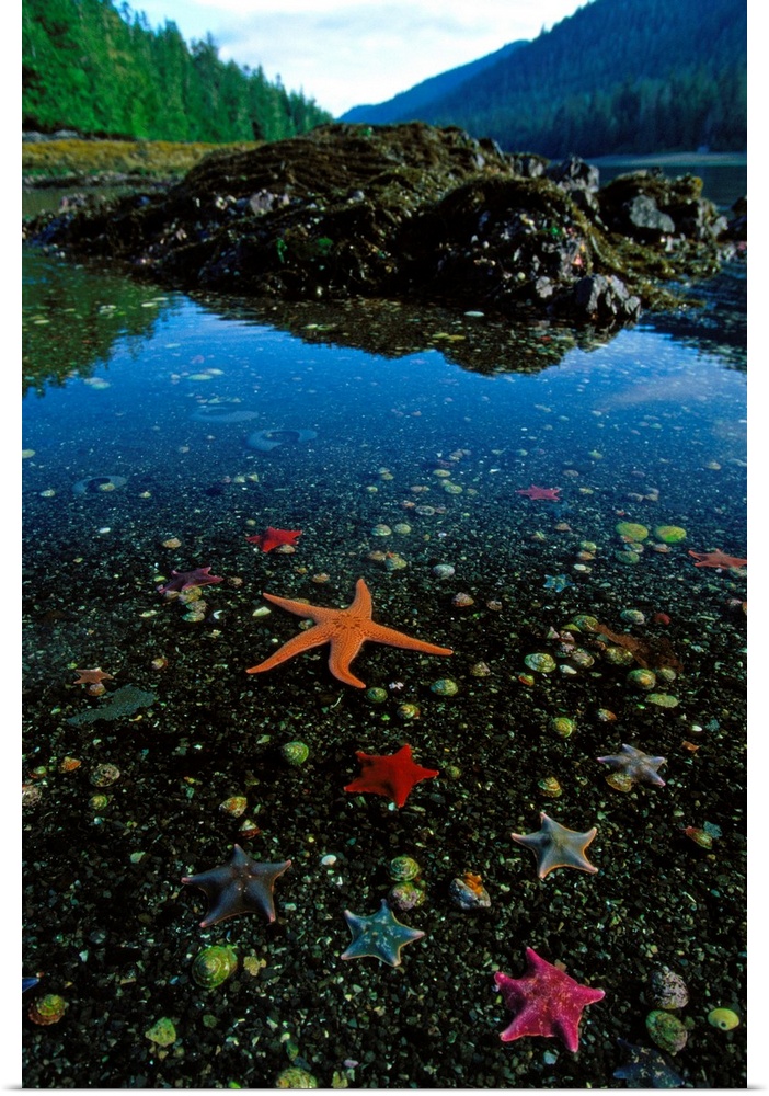 National Geographic photo of a variety of marine life in shallow water on the Queen Charlotte Islands in Canada.