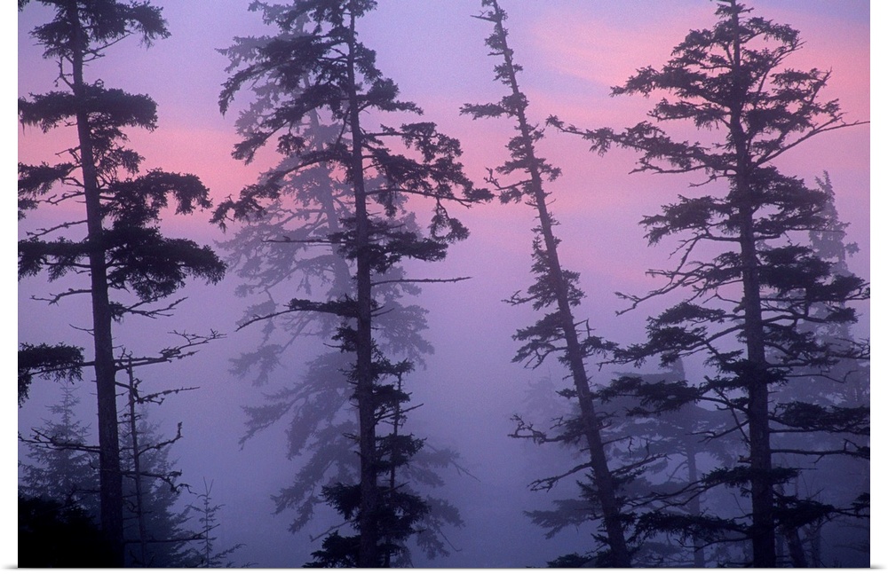 Morning fog shrouds trees, Pacific Rim National Park Reserve, Vancouver Island, Canada