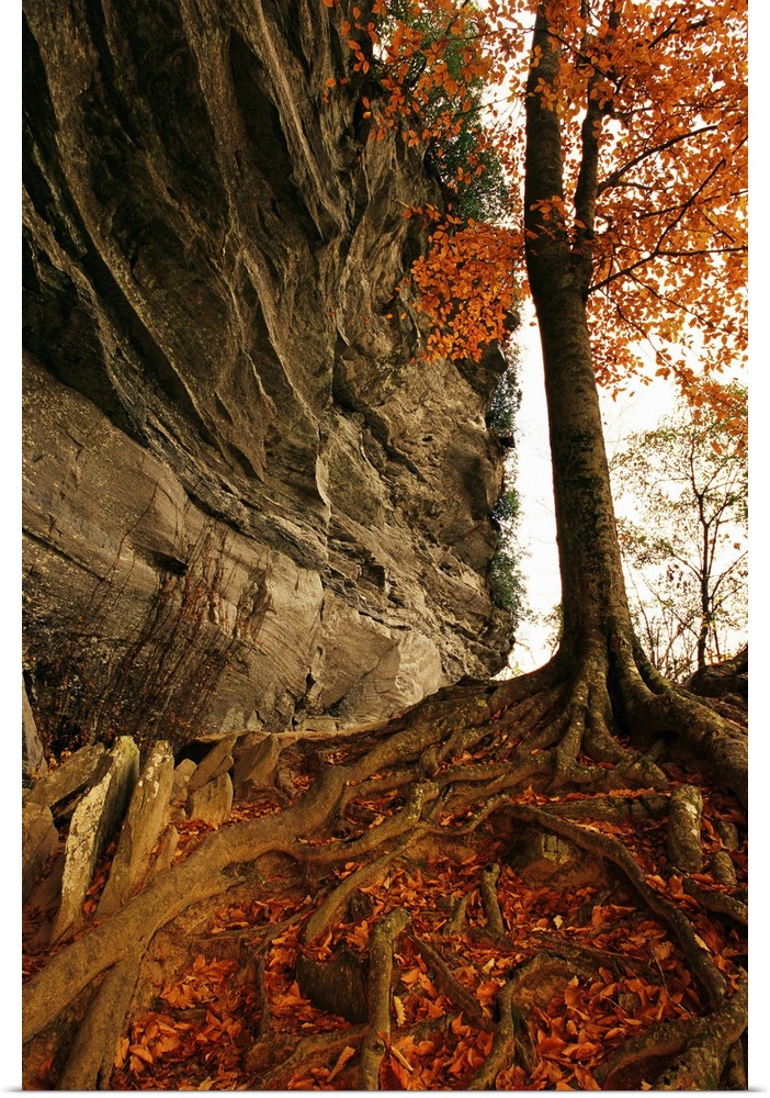Raven rock and autumn colored beech tree.