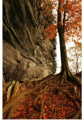 Raven rock and autumn colored beech tree