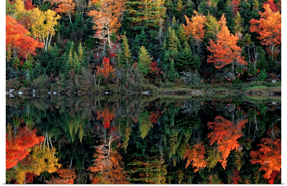 From the National Geographic collection deciduous and coniferous trees reflected in a still lake in this landscape photo.