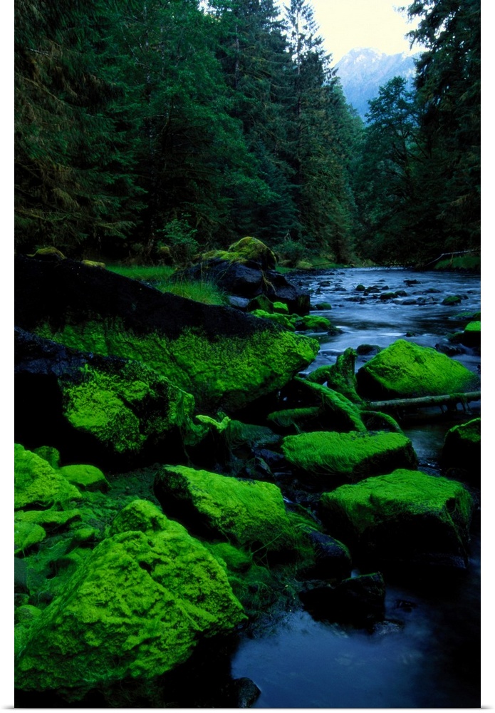 Algae covers the rocks lining Salmon Creek.