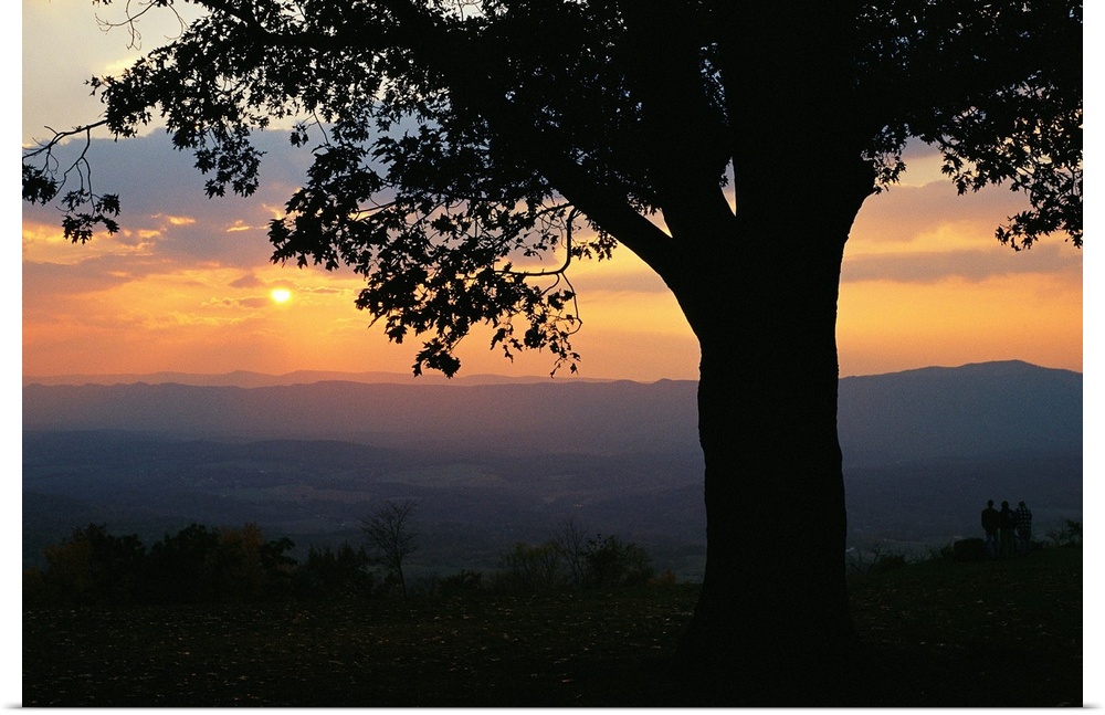 Sunset and silhouetted oak tree over the Shenandoah valley.