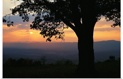 Sunset and silhouetted oak tree over the Shenandoah valley
