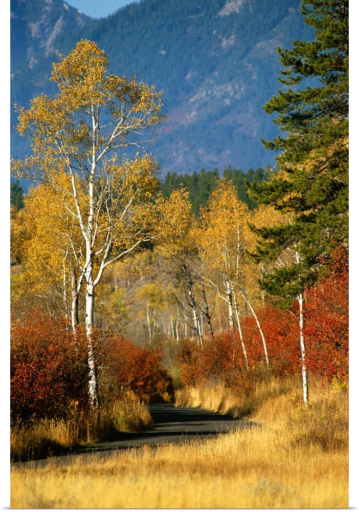 The autumn foliage in Targhee National Forest.