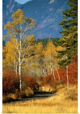 The autumn foliage in Targhee National Forest