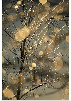 The frozen branches of a small birch tree sparkle in the sunlight