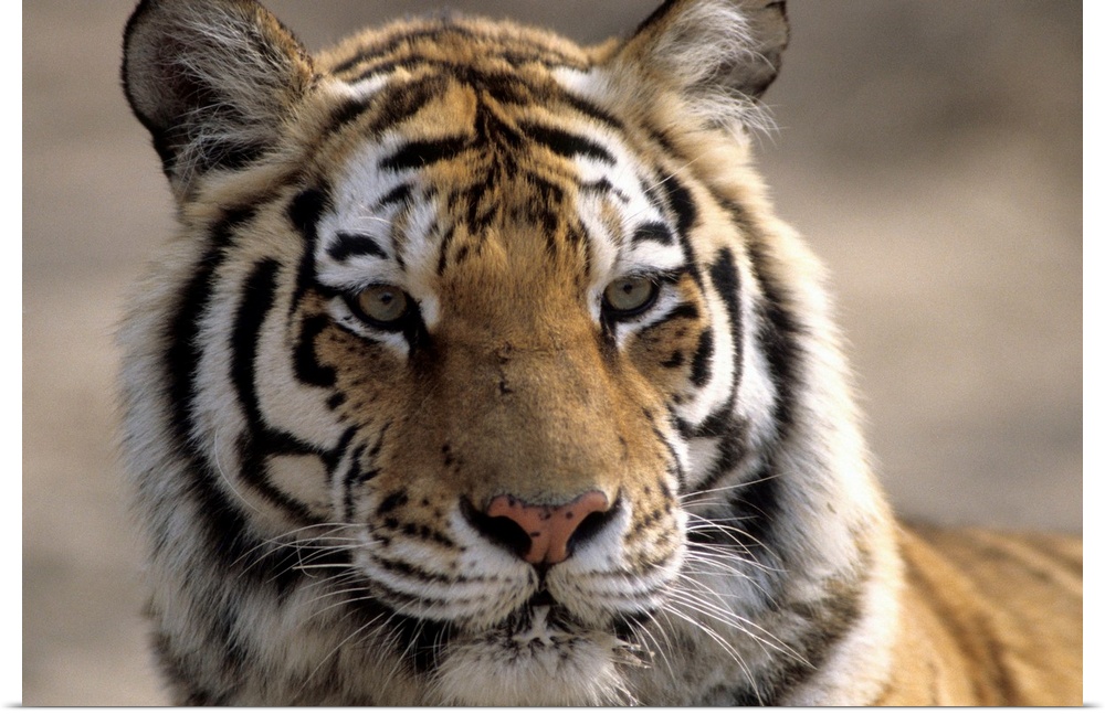 Tiger, Qinhuangdao Zoo, Hebei Province, China.