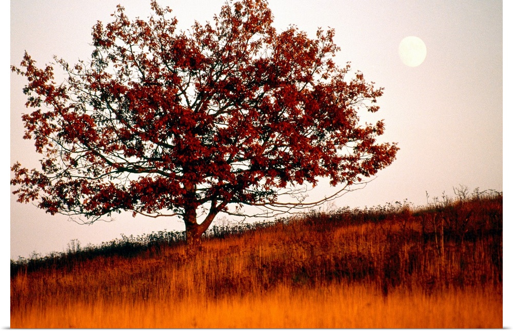 Tree in autumn foliage on a grassy hillside with moon rising over all.
