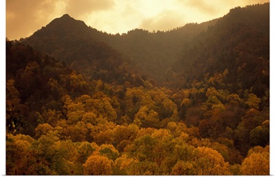 Trees in autumn hues covering ancient mountain ridges