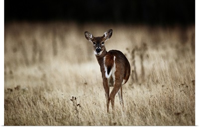 White-tailed deer (Odocoileus virginianus) looking backwards, vocalizing in mea dow area