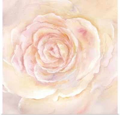 Blush Rose Closeup II