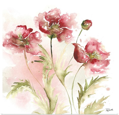 Blush Watercolor Poppy III