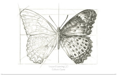 Butterfly Sketch Landscape II