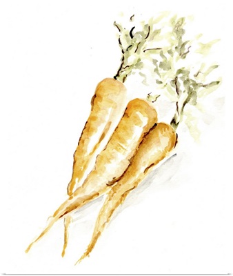 Veggie Sketch Plain V - Carrots