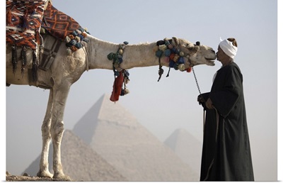A Bedouin guide with his camel, overlooking the Pyramids of Giza, Cairo, Egypt