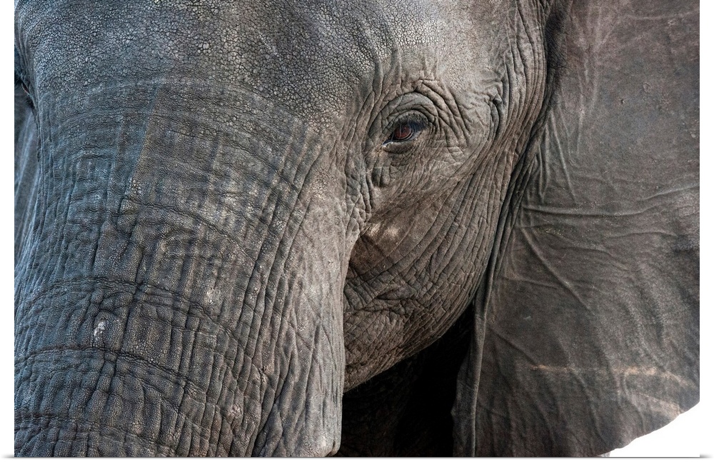 A close-up portrait on an African elephant (Loxodonta africana), Chobe National Park, Botswana, Africa