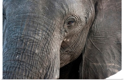 A close-up portrait on an African elephant Chobe National Park, Botswana, Africa