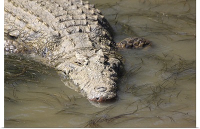 A crocodile, St. Lucia Wetlands, Kwa-Zulu Natal, South Africa, Africa