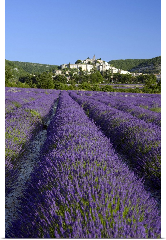 A field of lavender below the town of Banon, Provence, France, Europe