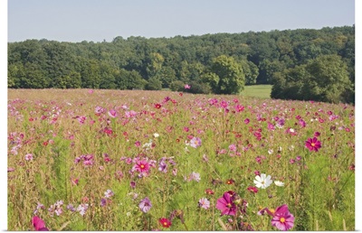A field of wild flowers, Loire Valley, France