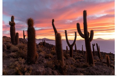 A Forest Of Giant Cardon Cactus At Sunset On Isla Incahuasi, Salar De Uyuni, Bolivia