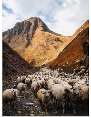 A Herd Of Sheep Going Through Truso Valley, Kazbegi, Georgia