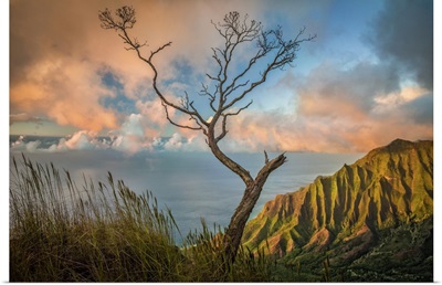 A Lone Acacia Koa Tree Over The Kalalau Valley, Kokee State Park, Hawaii