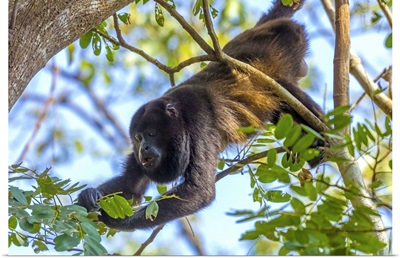 A Mantled Howler Monkey, known for it's call, Nosara, Costa Rica