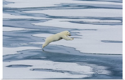 A Mother Polar Bear Leaping Between Floes In Lancaster Sound, Nunavut, Canada