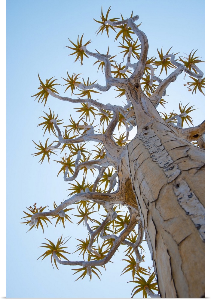 A Quiver Tree gets its name from the San people who used the tubular branches to form quivers for their arrows, near Keetm...