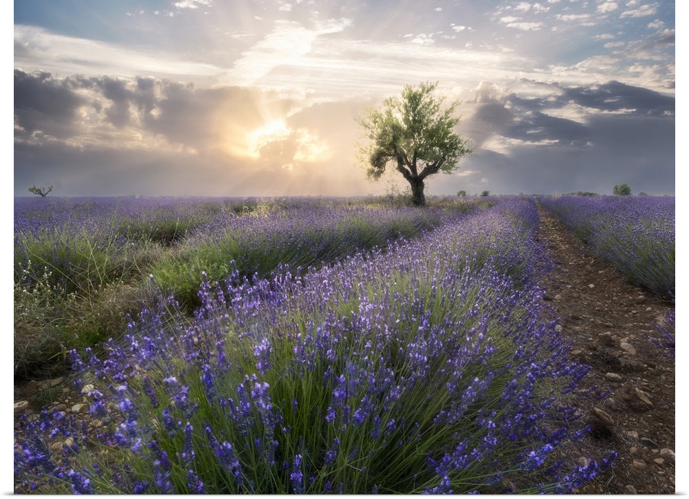 A small tree at the end of a lavender line in a field at sunset with clouds in the sky, Plateau de Valensole, Provence, Fr...