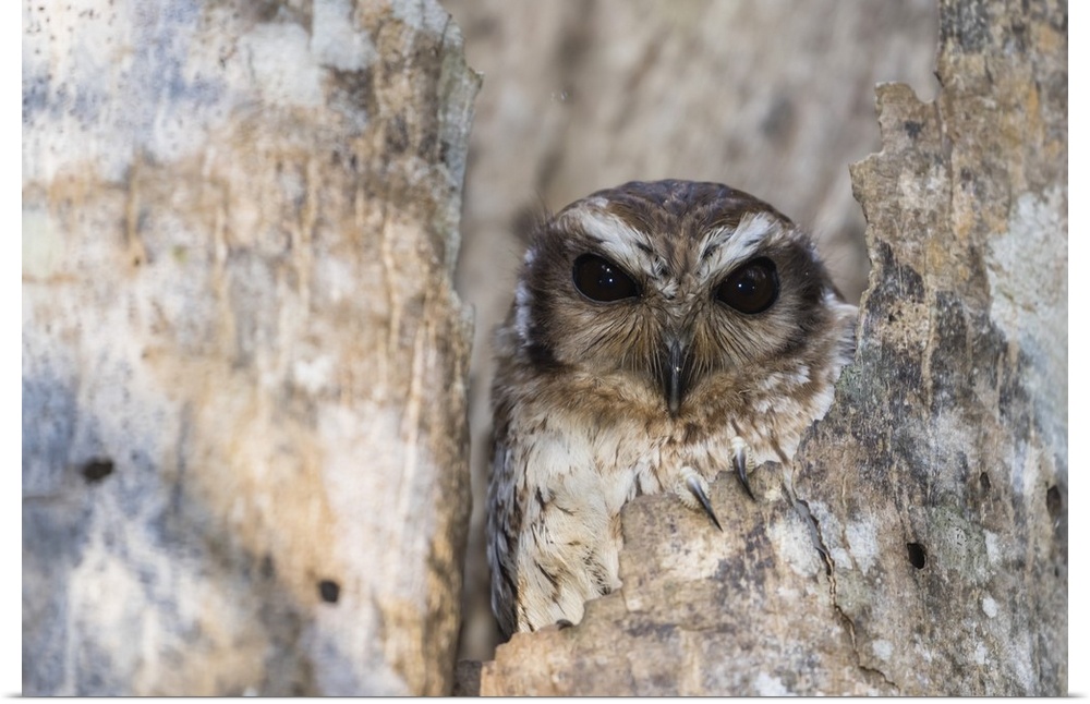 A wild adult bare-legged owl, endemic to Cuba, Zapata National Park, Cuba, West Indies, Caribbean