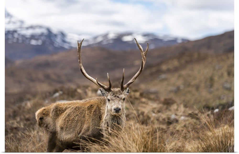 A wild Red Deer with big antlers in the Scottish Highlands in Torridon along The Cape Wrath Trail, Highlands, Scotland, Un...