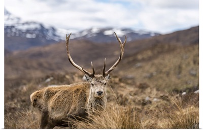 A Wild Red Deer, Scottish Highlands In Torridon Along The Cape Wrath Trail